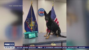 Louisiana stray dog transforms to sought after K-9 narcotics officer