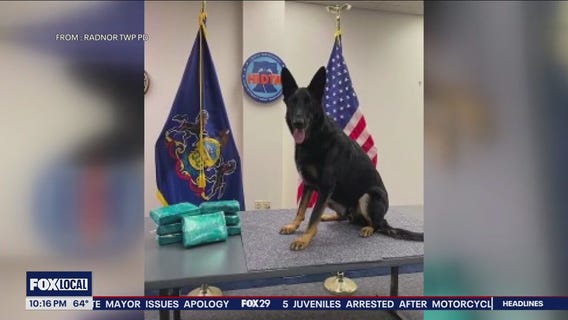 Louisiana stray dog transforms to sought after K-9 narcotics officer