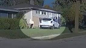 Wauwatosa police chase ends on lawn