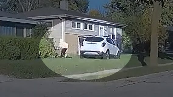 Wauwatosa police chase ends on lawn