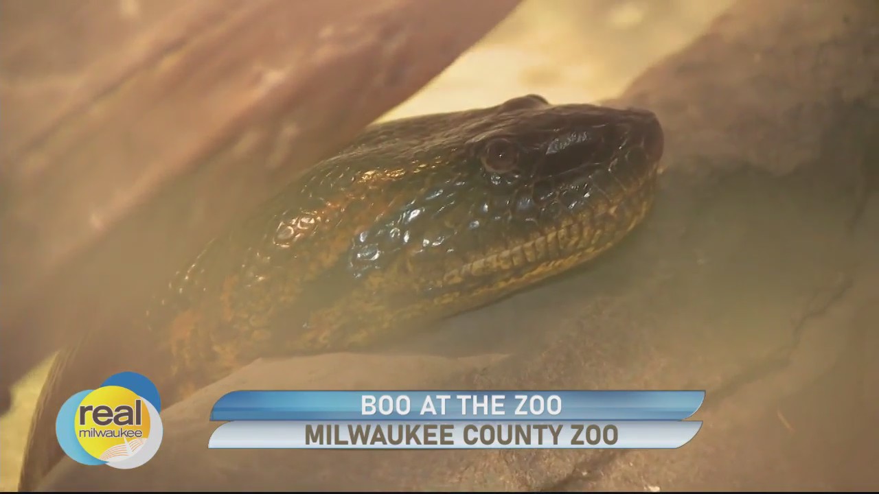 Wicked family-friendly fun and activities at Boo at the Zoo