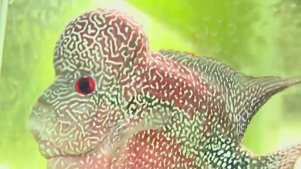 Fish Butler Butler exotic fish store owner's issue | FOX6 Milwaukee