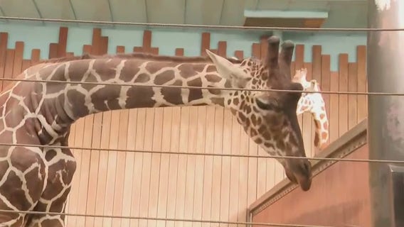 Giraffes at the Milwaukee County Zoo