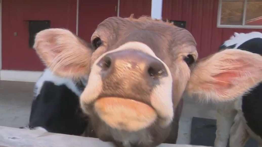 New calves at the Milwaukee County Zoo