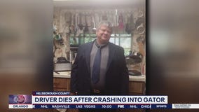 Florida man dies after crashing into alligator