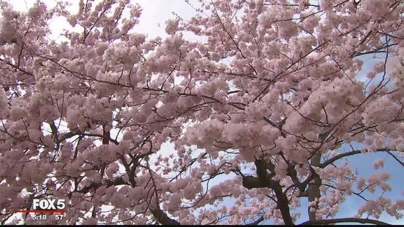 Powerful winds take toll on cherry blossoms