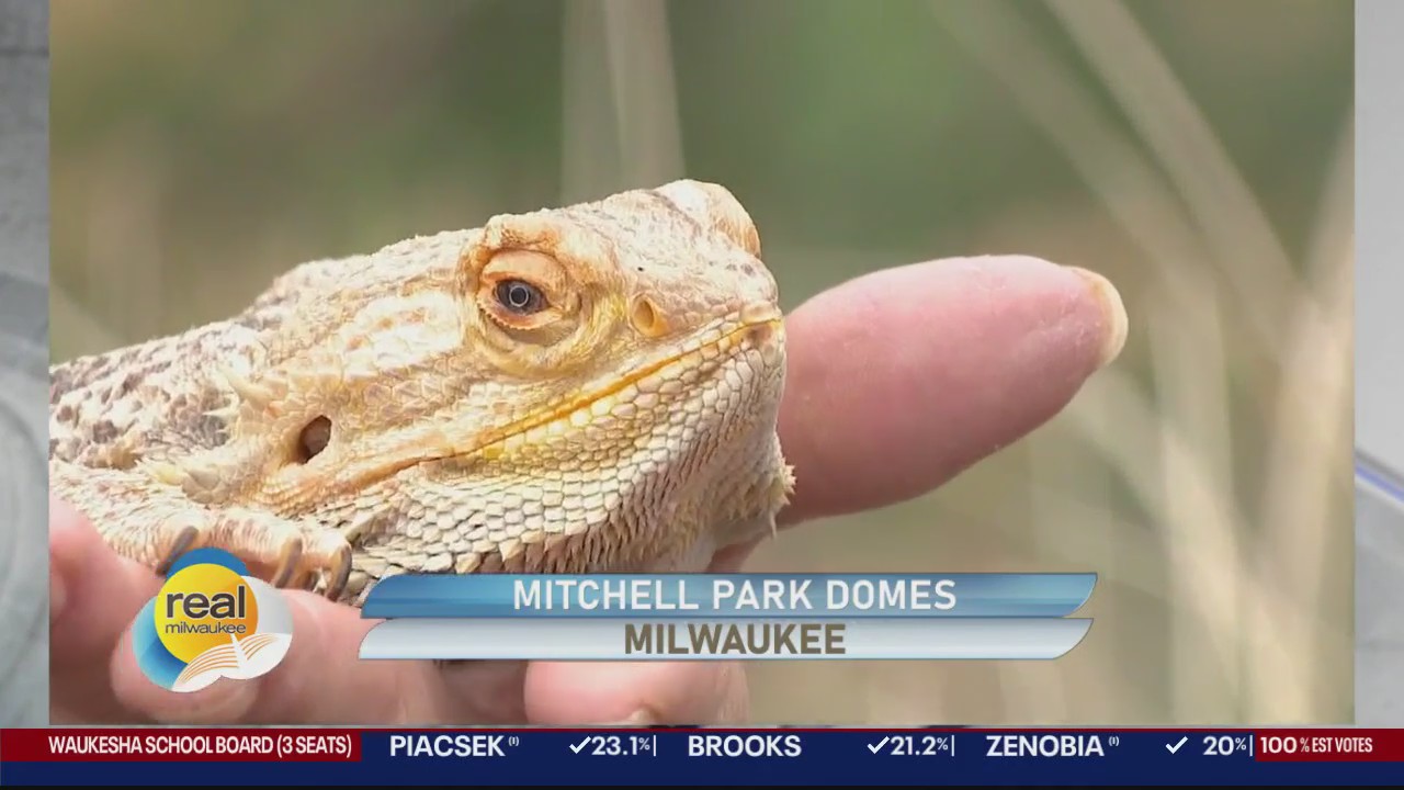 Experience desert climate at Mitchell Park Domes