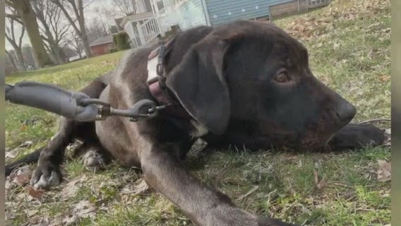 Car stolen with dog inside, location unknown