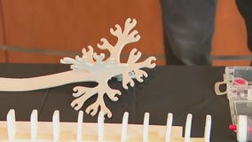 Interactive brain education at BrainExpo 2024