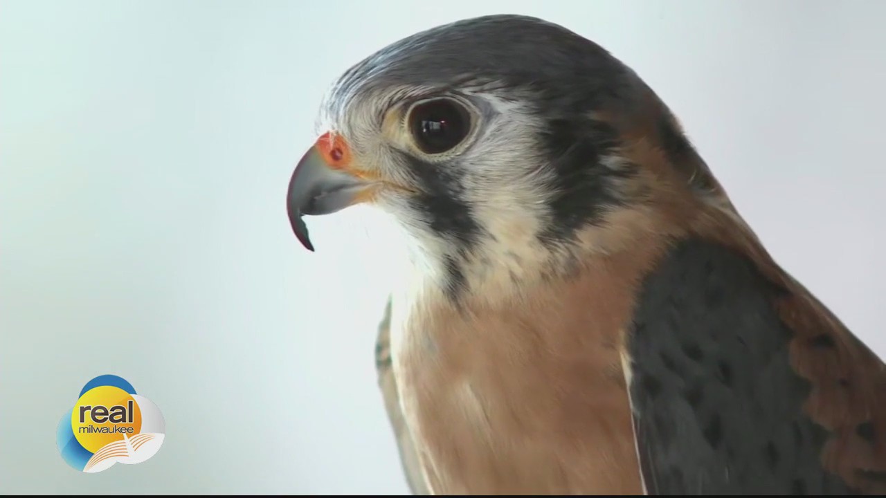 Raptor program at Schlitz Audubon Nature Center