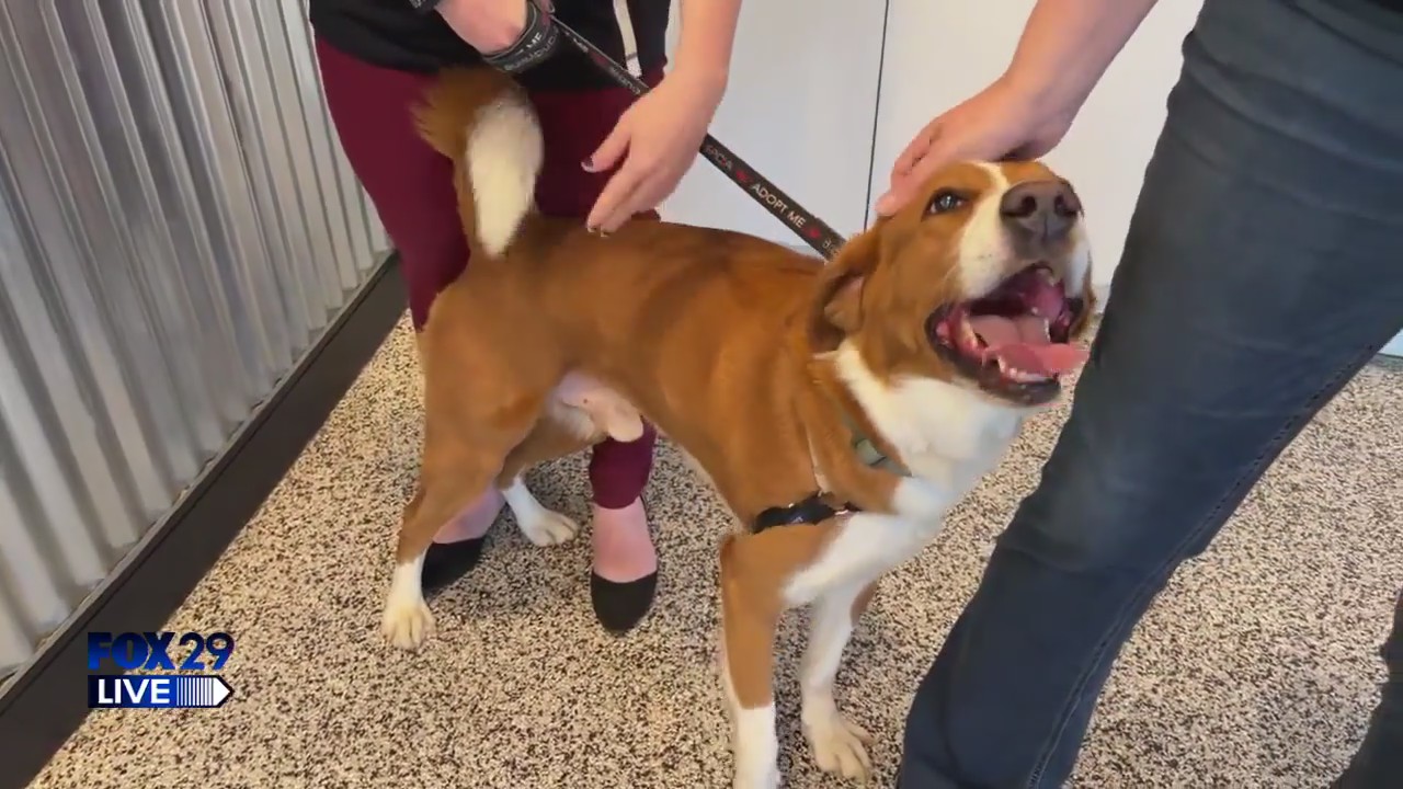 FOX 29 LIVE: Shelter Skip Day at the Brandywine Valley SPCA