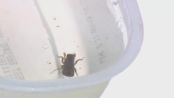 Schlitz Audubon Nature Center, pond creatures