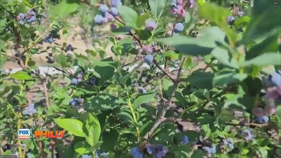 FOX Weather Philly: Blueberry farming