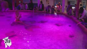 The 215: Wands and Wishes Mermaids, Honeysuckle Provisions, Children's Programs at the Penn Museum, Chef Ken, Andre Jones