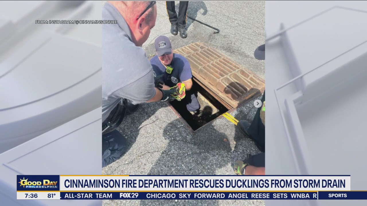 Ducklings rescued from storm drain in South Jersey | FOX 29 Philadelphia