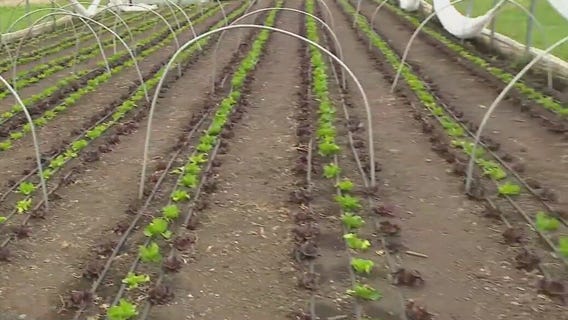Hunger Task Force Farm 'Hoop Houses'