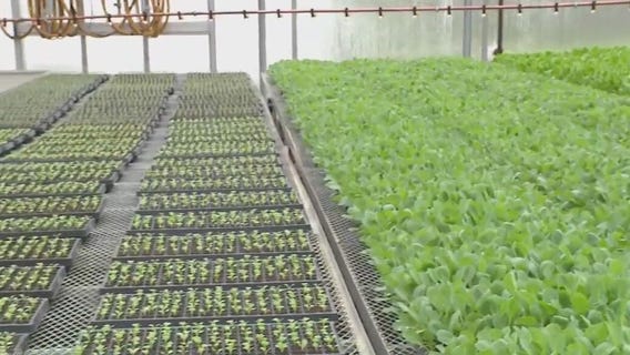 Hunger Task Force Farm green house