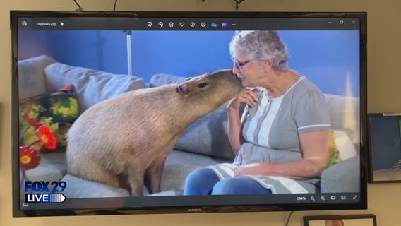 FOX 29 LIVE: National Capybara Appreciation day....Yay or Nay?