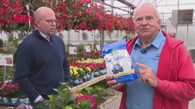 Hydrangeas 101 at Milaeger?s