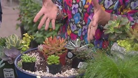 Sensational Succulents at Milaeger?s