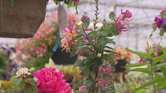 Perennials for Butterflies and Hummingbirds