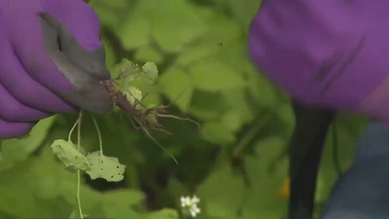 Natural land management at Minooka Park