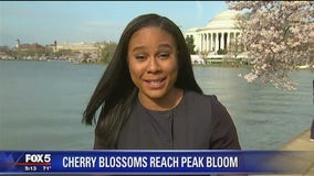 Huge crowds come out to the Tidal Basin to see cherry blossoms in peak bloom