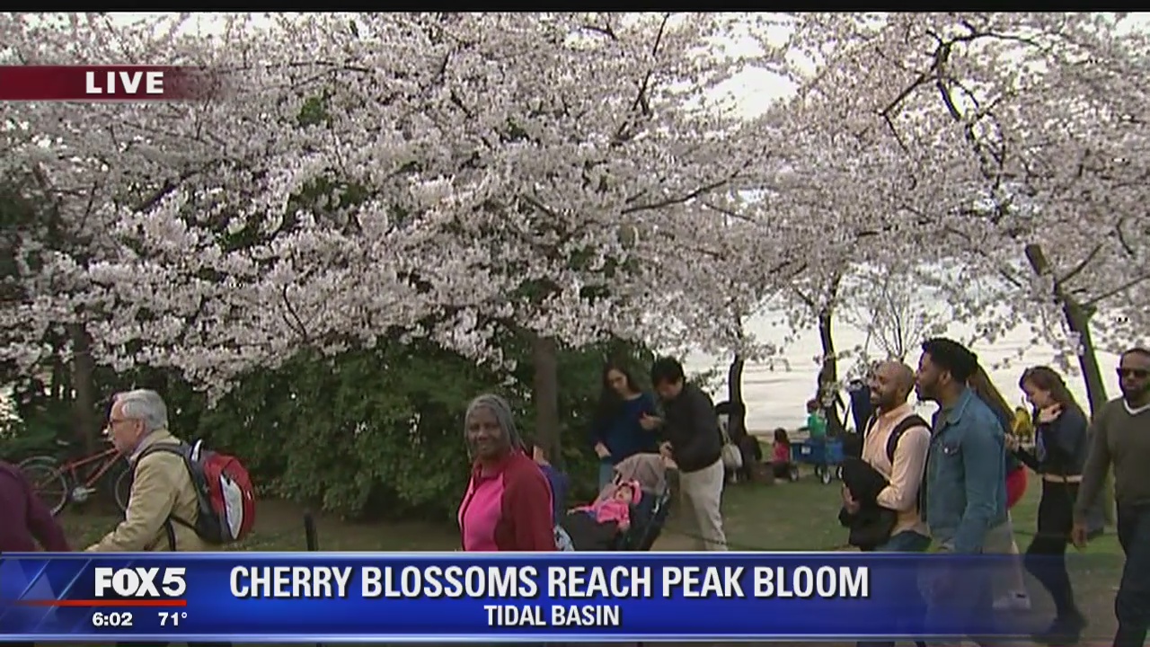 Cherry blossom peak bloom brings out large crowds in DC