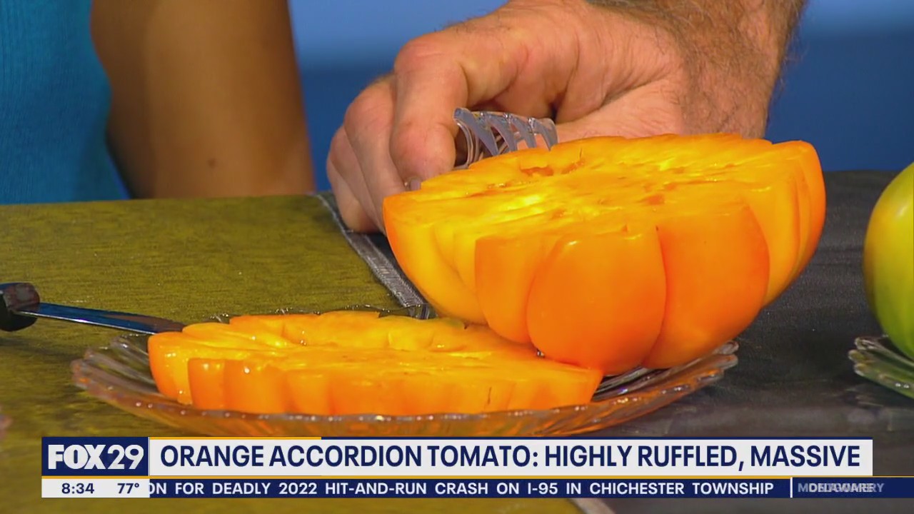 Different tomatoes to enjoy during peak tomato season