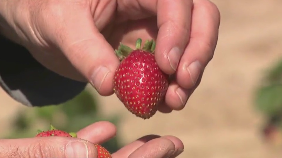 Fun for the whole family at Jelli's Market