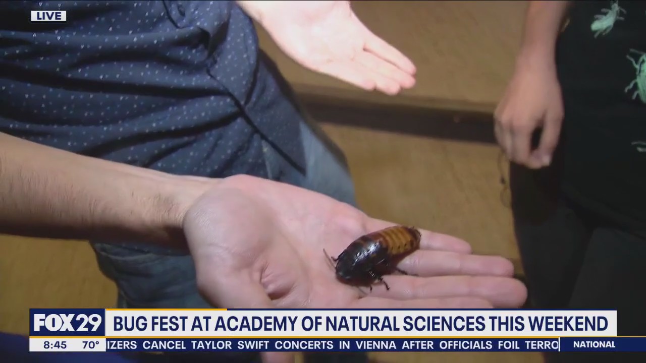 Bug Fest kicks off at Academy of Natural Sciences this weekend