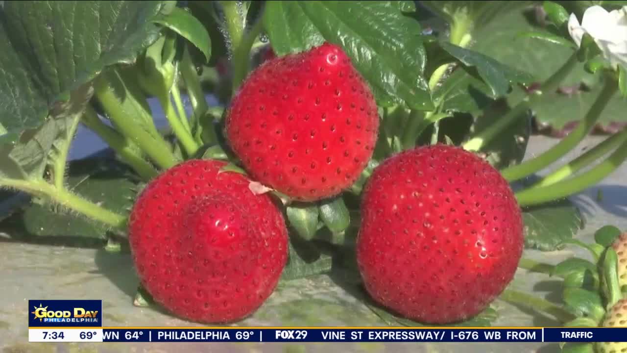 EPA issues emergency ban on widely used weed killer