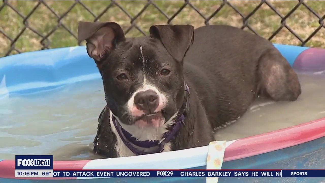 Dog rescued after video of abuse goes viral ready for adoption | FOX 29 ...