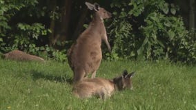 Christmas at the Racine Zoo...in July!