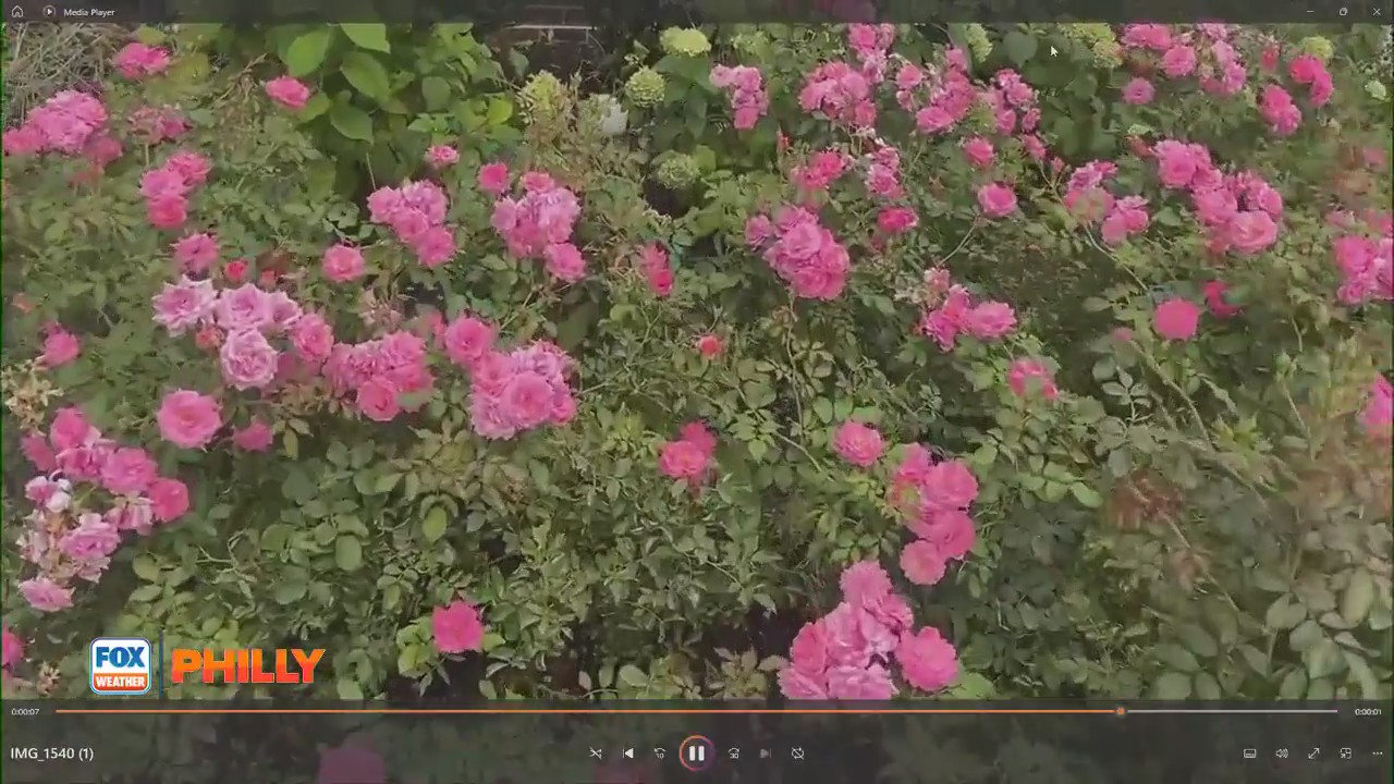 Tuesday?s with Toni: Tips for herbs, planting lettuce and other tips