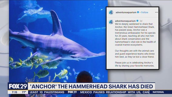 Hammerhead shark dies at Adventure Aquarium in Camden