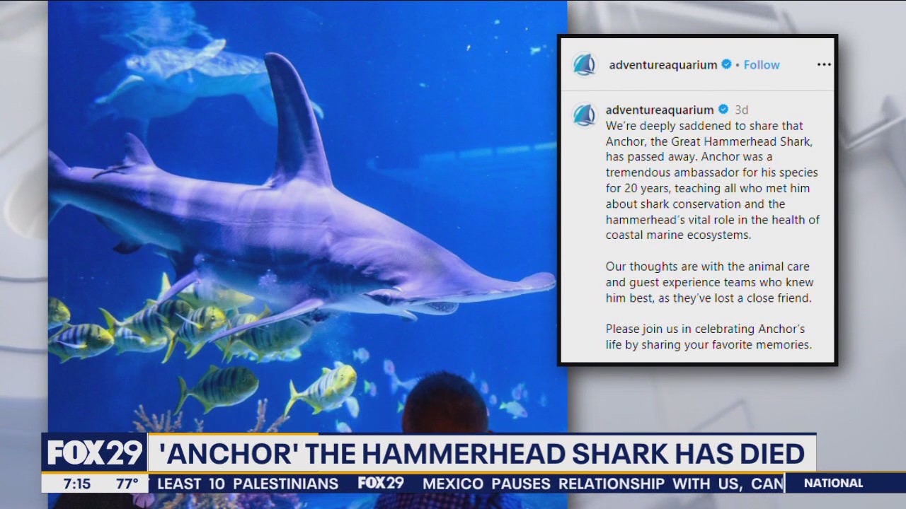 Hammerhead shark dies at Adventure Aquarium in Camden