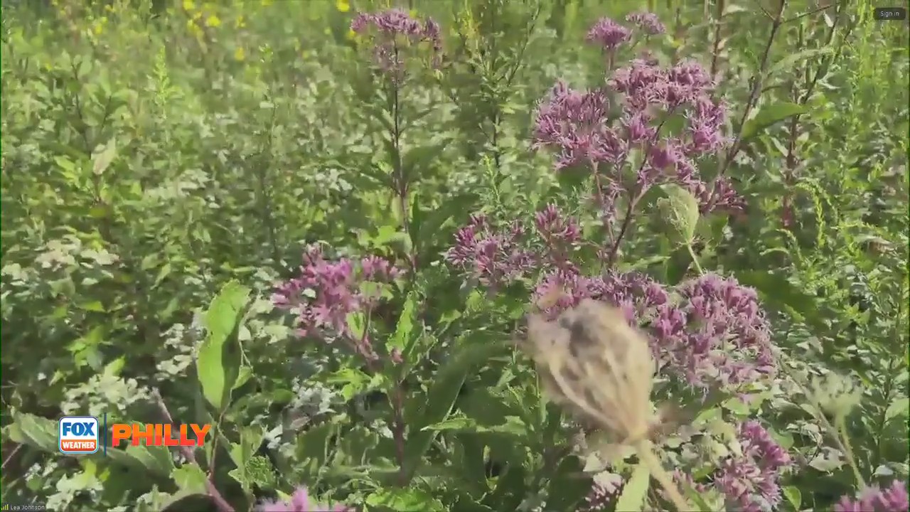 Longwood Gardens Meadow Garden