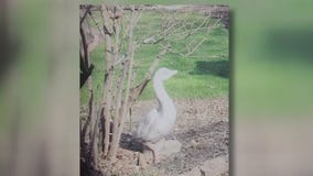 Beloved goose statue in Milwaukee gone
