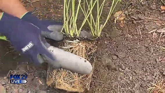 FOX 29 LIVE: Primex Garden Center