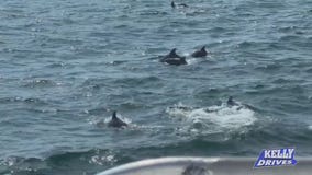 SPONSORED: Whales, Dolphins, and Birds, Oh My! At the Cape May Whale Watcher