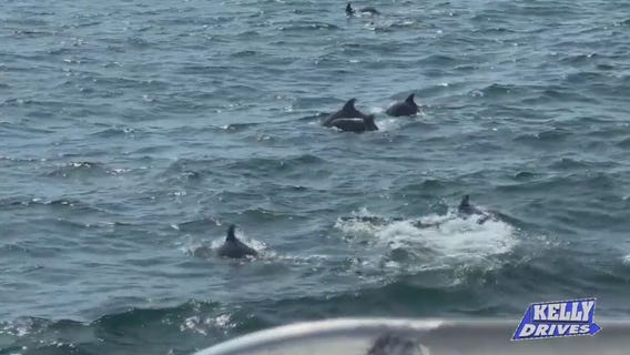 SPONSORED: Whales, Dolphins, and Birds, Oh My! At the Cape May Whale Watcher