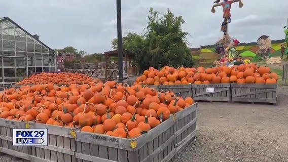 FOX 29 LIVE: Linvilla Orchards
