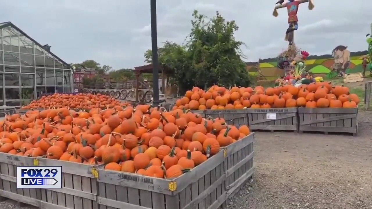 FOX 29 LIVE: Linvilla Orchards