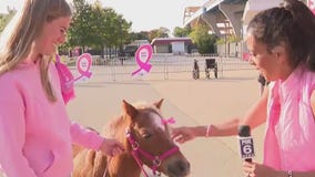 Meeting 'Sawdust' at Making Strides Milwaukee