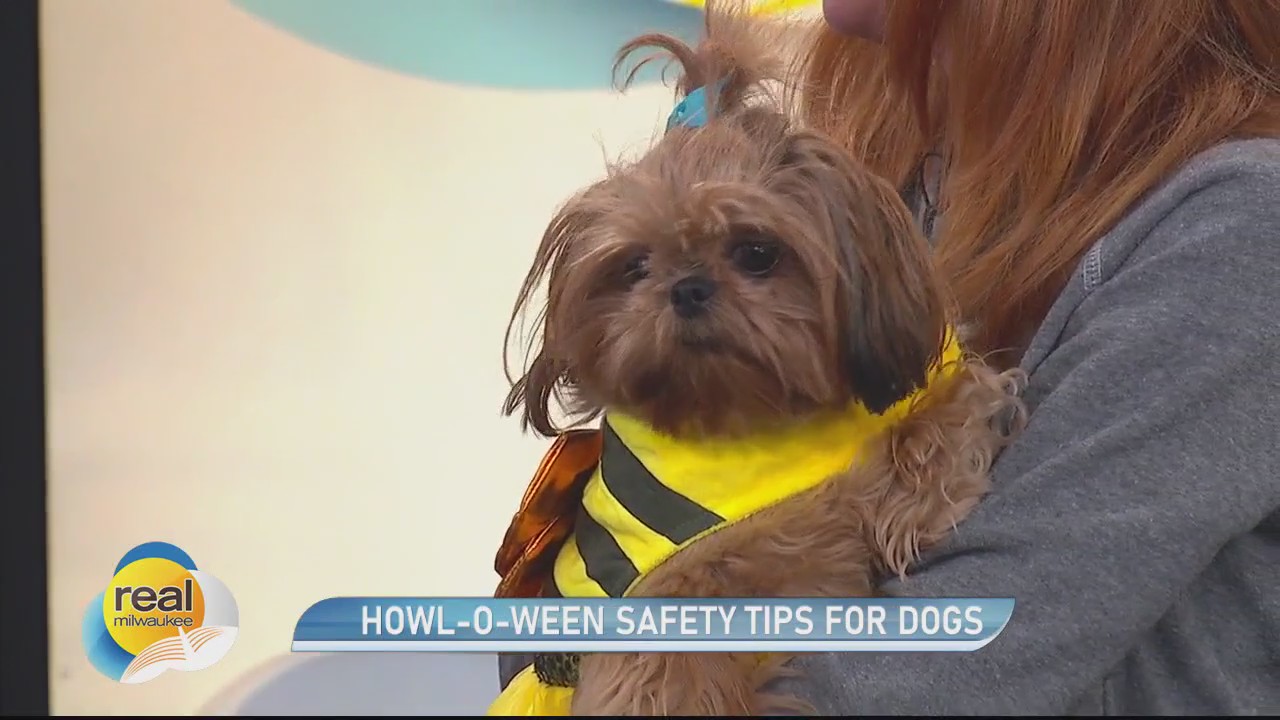 Howl-O-Ween Safety Tips for Dogs