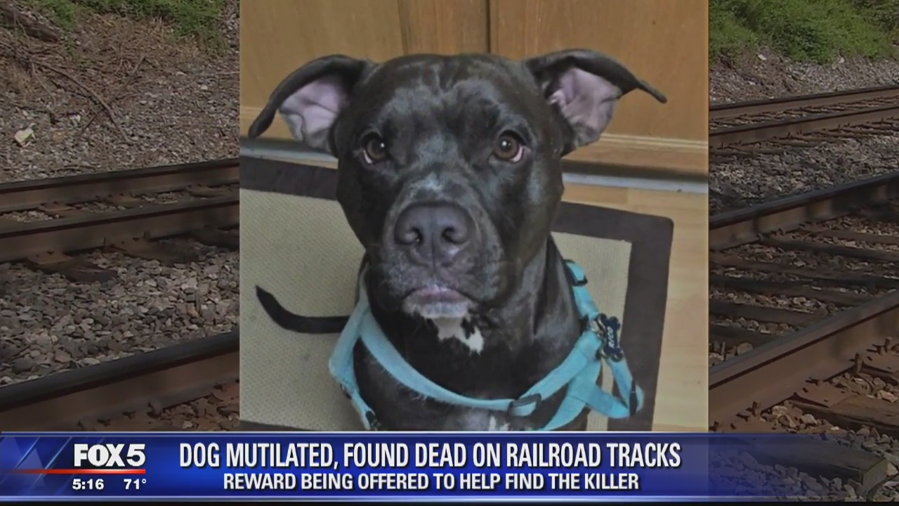 $7,000 reward offered to help find person who mutilated, killed dog in Prince George's County