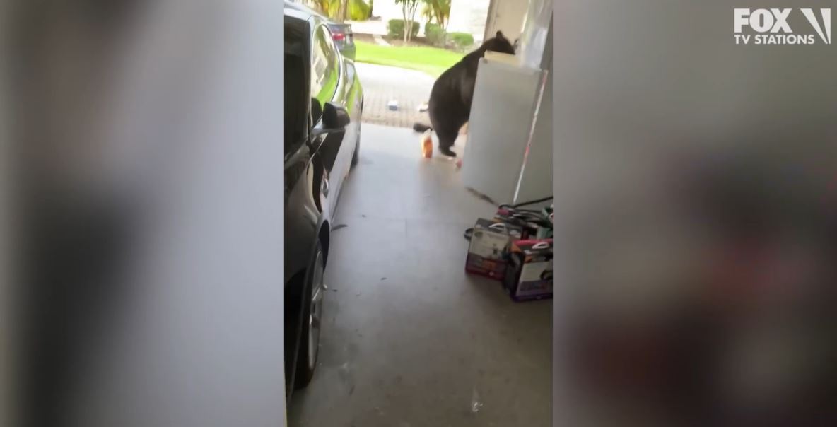 Watch: Hungry bear rummages through Florida homeowner's fridge for snack