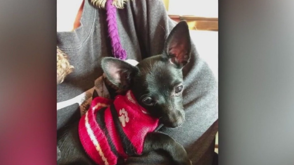 Sussex dog killed, babysitter pleads guilty