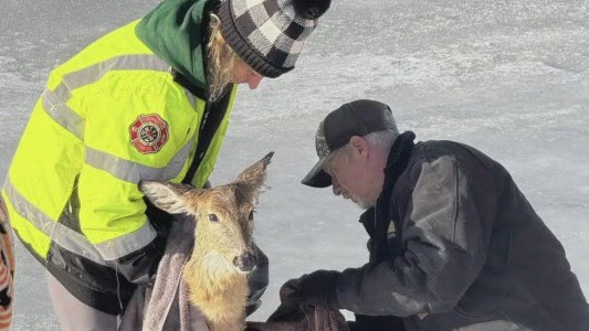 Racine County deer ice rescue
